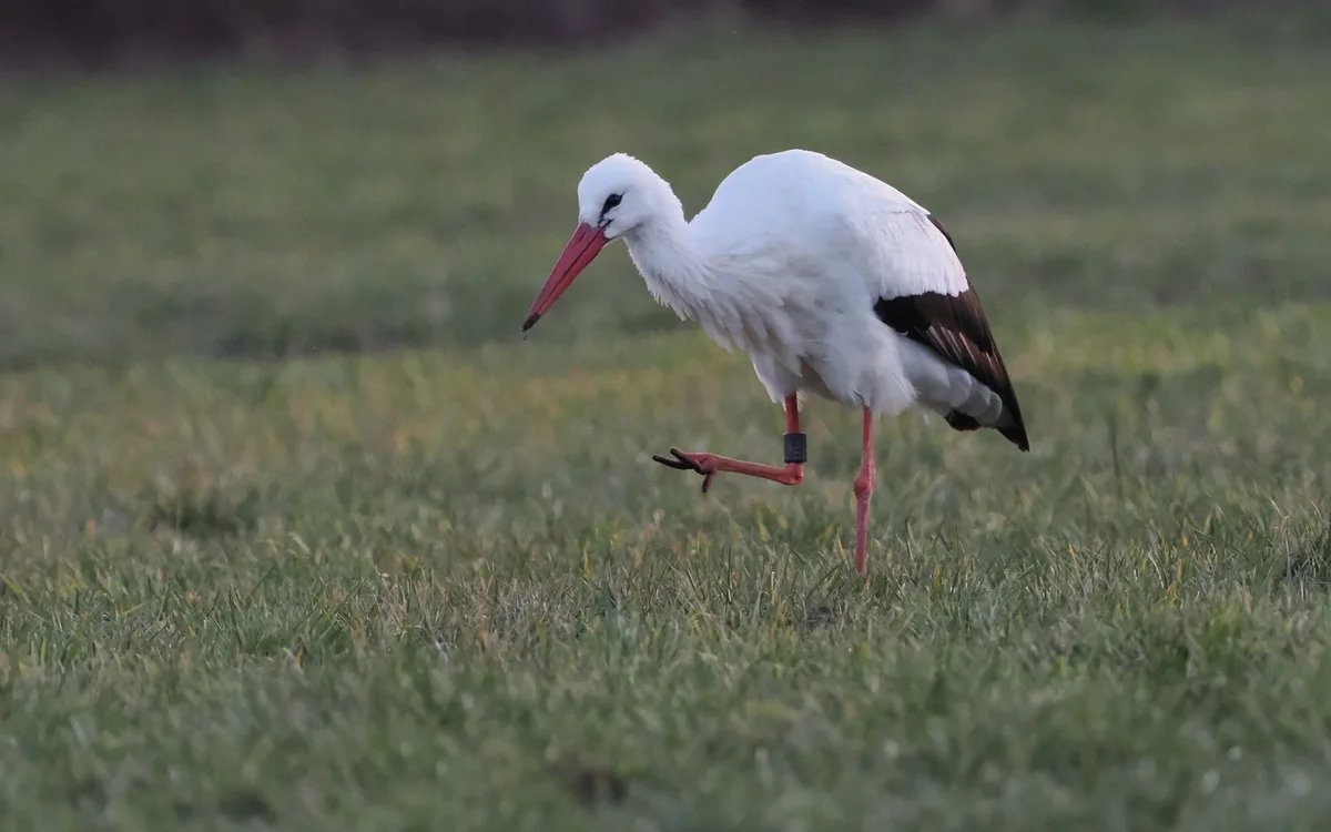 Kiedy pomagać, a kiedy pozwolić ptakom żerować naturalnie