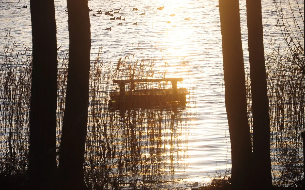 Gatunki nad wodą zimą