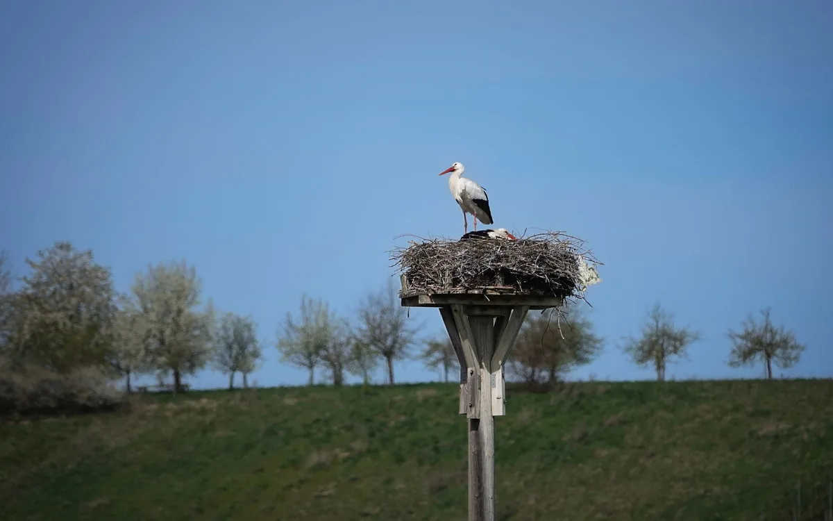 Sezon lęgowy, roboty koszące i chemia