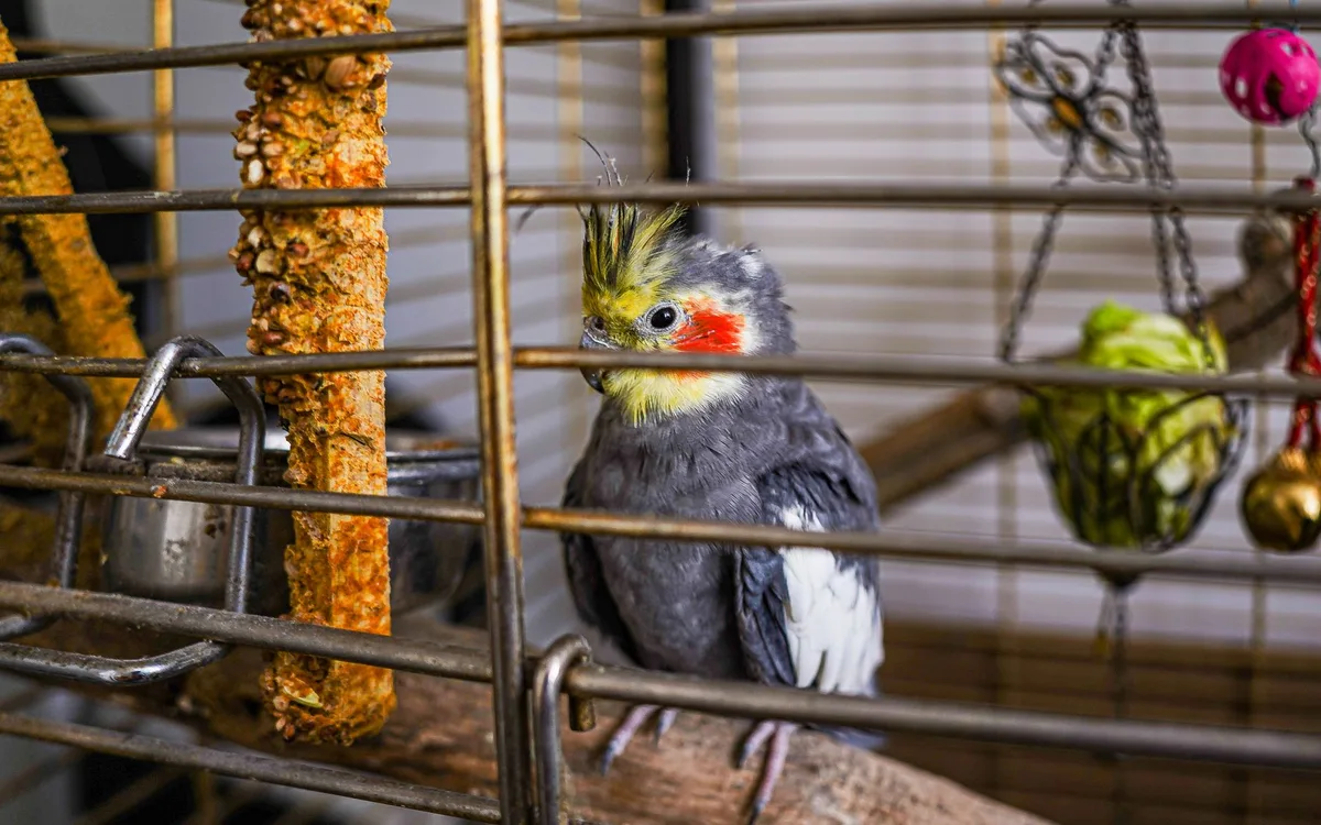 Opieka codzienna: klatka, loty, dieta i zdrowie
