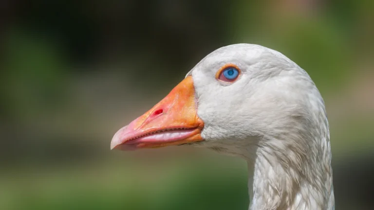 Łabędzie i gęsi - duże ptaki wodne w parku